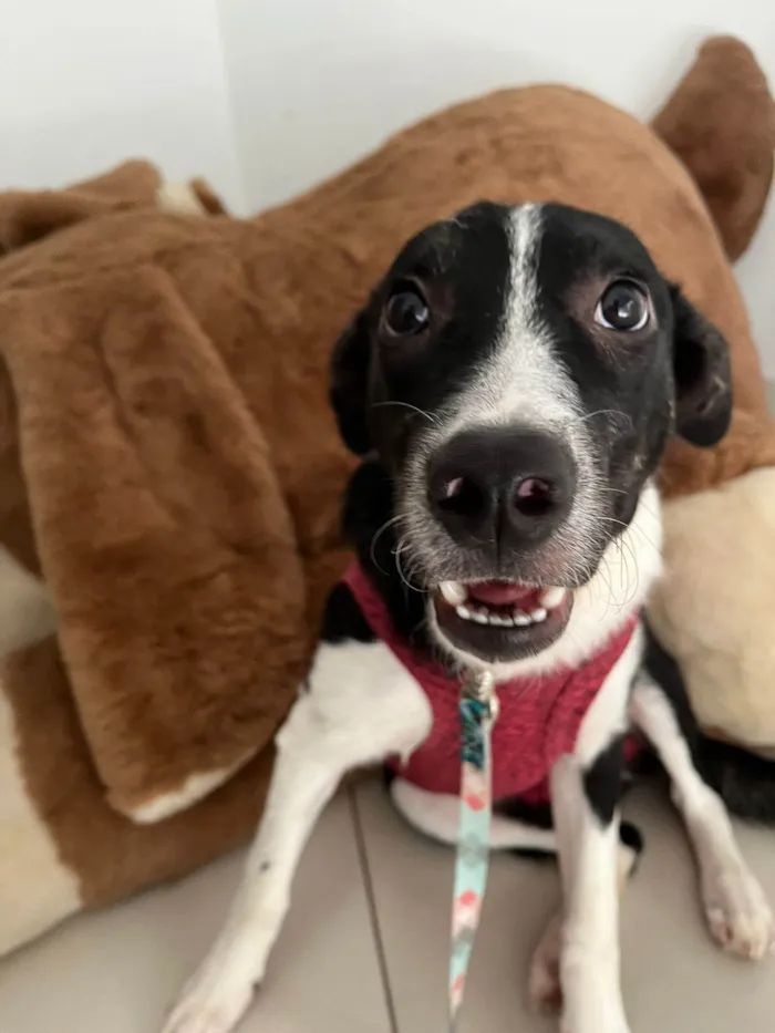 Cachorro raça SRD-ViraLata idade 7 a 11 meses nome Ariel 