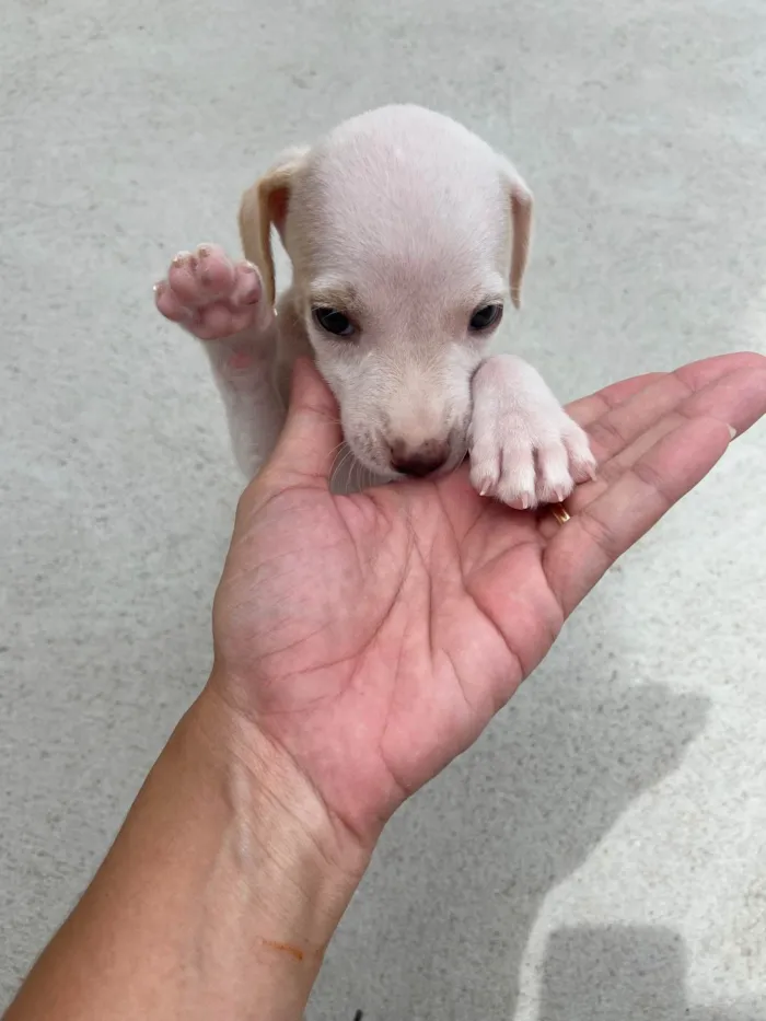 Cachorro ra a Não sei  idade 2 a 6 meses nome Dayse e Tici