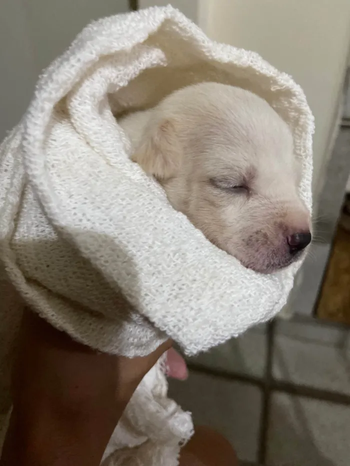 Cachorro ra a Não sei  idade 2 a 6 meses nome Dayse e Tici