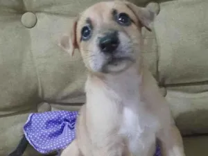 Cachorro raça SRD-ViraLata idade 2 a 6 meses nome 1 irmã 