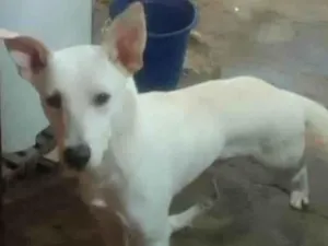 Cachorro raça SRD-ViraLata idade 1 ano nome Bethoven