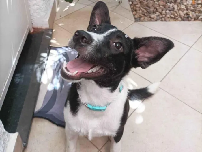 Cachorro raça SRD-ViraLata idade 7 a 11 meses nome Ariel 