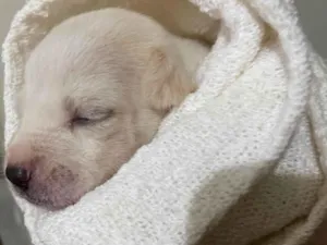 Cachorro raça Não sei  idade 2 a 6 meses nome Dayse e Tici