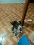 Coração 