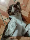 Coração 