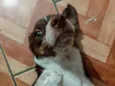 Coração 