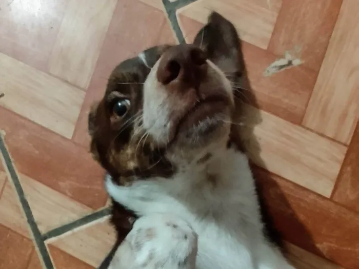 Cachorro raça SRD-ViraLata idade 2 a 6 meses nome Coração 