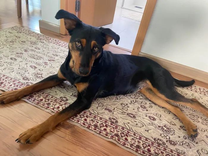 Cachorro ra a SRD-ViraLata idade 1 ano nome Nina