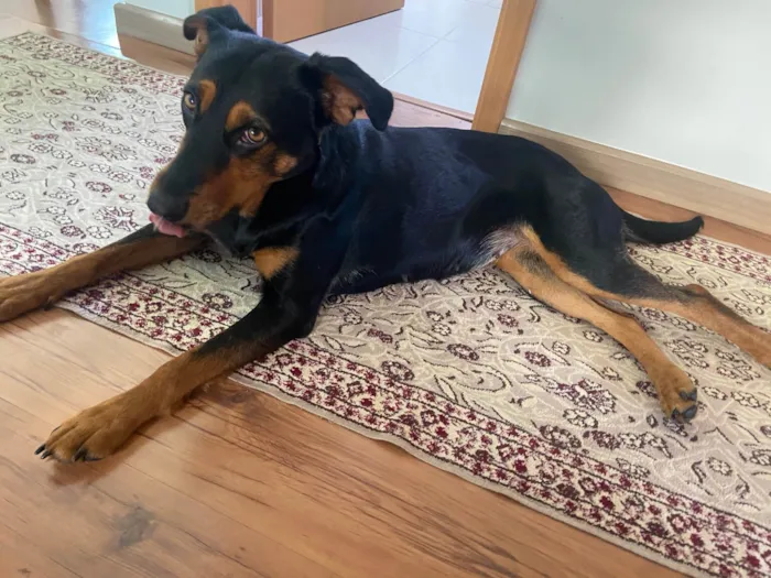 Cachorro ra a SRD-ViraLata idade 1 ano nome Nina