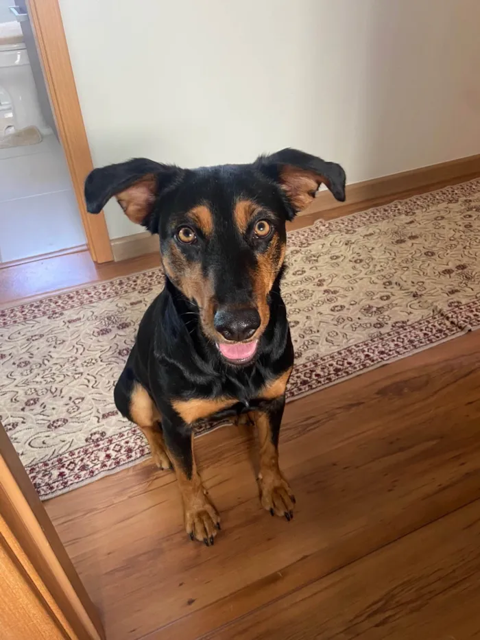 Cachorro ra a SRD-ViraLata idade 1 ano nome Nina