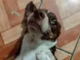 Coração 