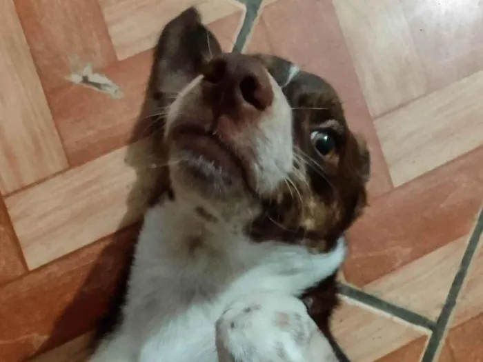Cachorro raça SRD-ViraLata idade 2 a 6 meses nome Coração 
