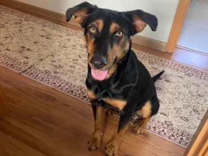 Cachorro raça SRD-ViraLata idade 1 ano nome Nina