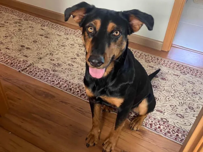 Cachorro ra a SRD-ViraLata idade 1 ano nome Nina