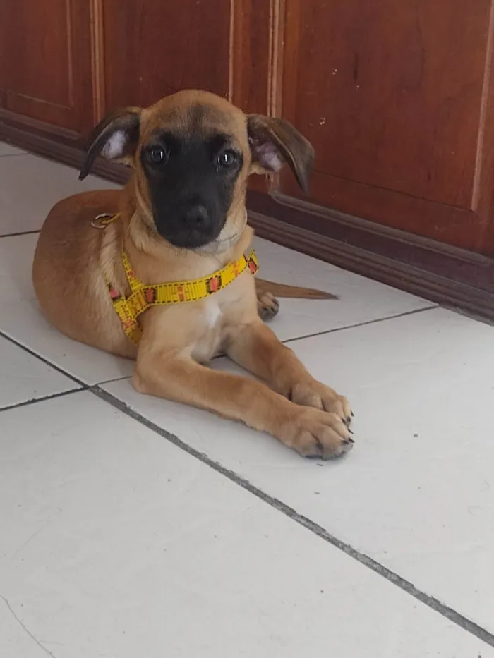 Cachorro ra a SRD-ViraLata idade 2 a 6 meses nome Frank