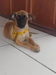 Frank