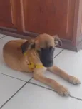 Frank
