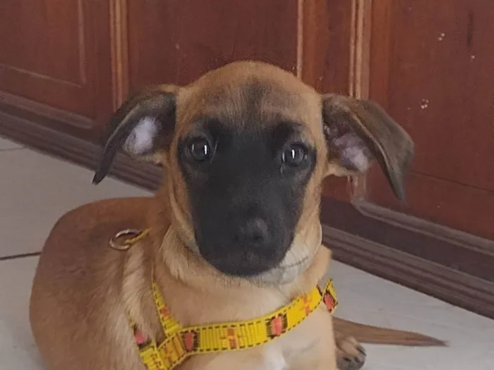 Cachorro ra a SRD-ViraLata idade 2 a 6 meses nome Frank