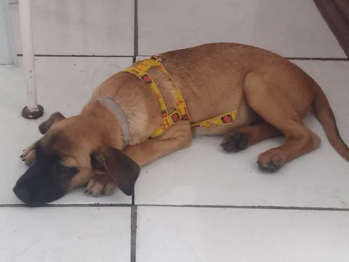 Cachorro ra a SRD-ViraLata idade 2 a 6 meses nome Frank