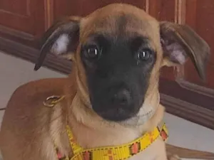 Cachorro raça SRD-ViraLata idade 2 a 6 meses nome Frank