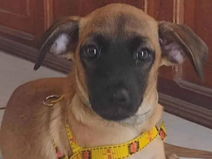 Cachorro ra a SRD-ViraLata idade 2 a 6 meses nome Frank