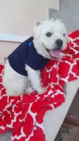 Pop