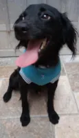 Samba 