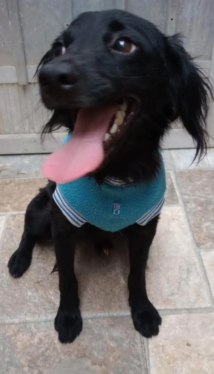 Cachorro ra a SRD-ViraLata idade 7 a 11 meses nome Samba 