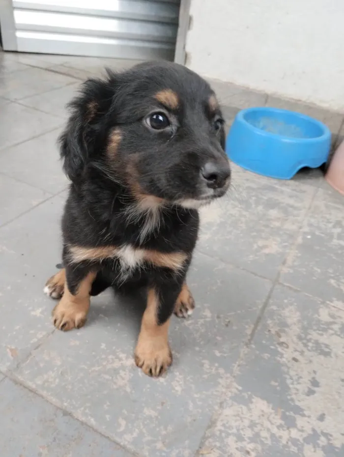 Cachorro ra a SRD-ViraLata idade Abaixo de 2 meses nome Pul e Guinha