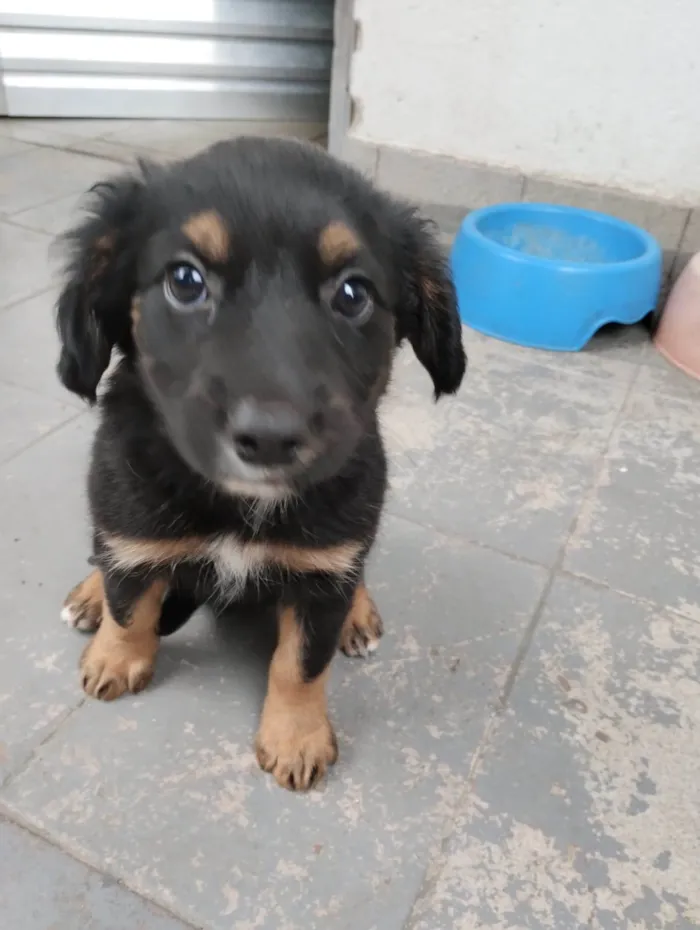 Cachorro ra a SRD-ViraLata idade Abaixo de 2 meses nome Pul e Guinha