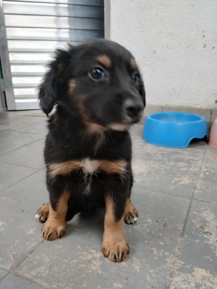 Cachorro ra a SRD-ViraLata idade Abaixo de 2 meses nome Pul e Guinha