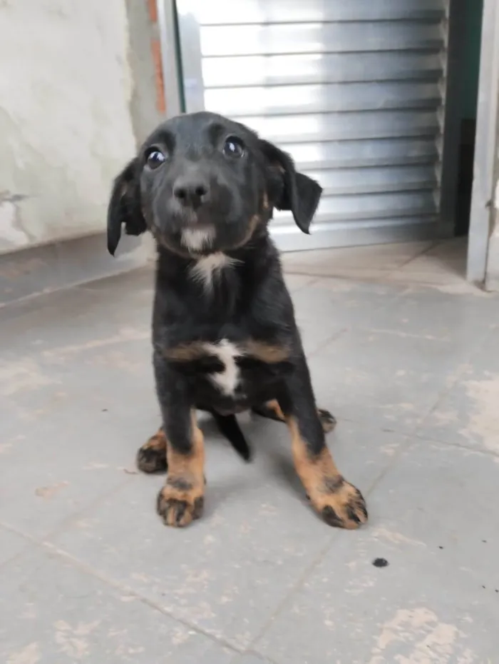 Cachorro ra a SRD-ViraLata idade Abaixo de 2 meses nome Pul e Guinha