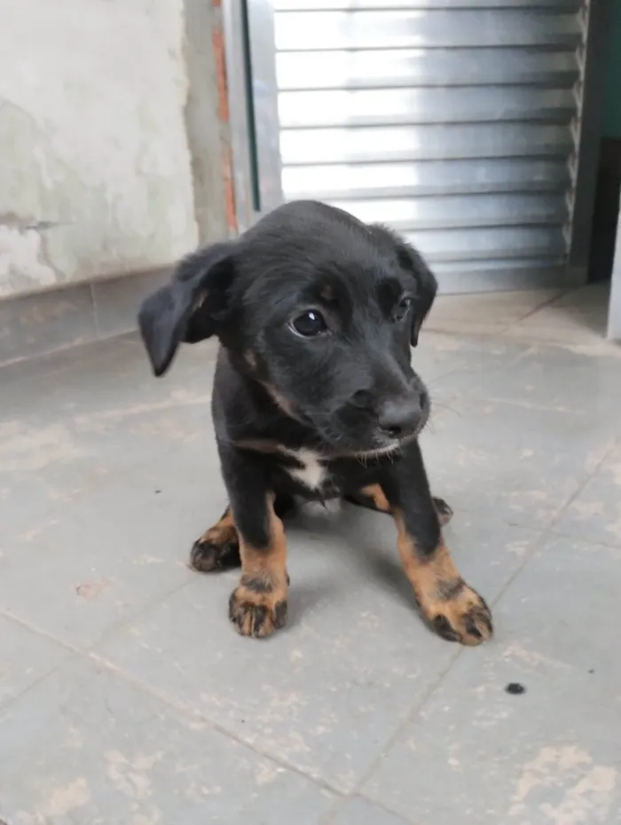 Cachorro ra a SRD-ViraLata idade Abaixo de 2 meses nome Pul e Guinha