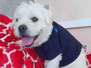 Cachorro raça SRD-ViraLata idade 1 ano nome Pop