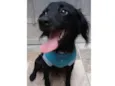 Samba 