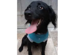 Cachorro raça SRD-ViraLata idade 7 a 11 meses nome Samba 