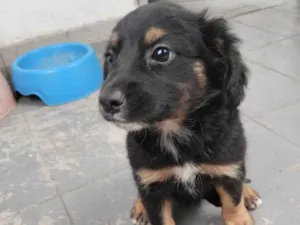 Cachorro raça SRD-ViraLata idade Abaixo de 2 meses nome Pul e Guinha