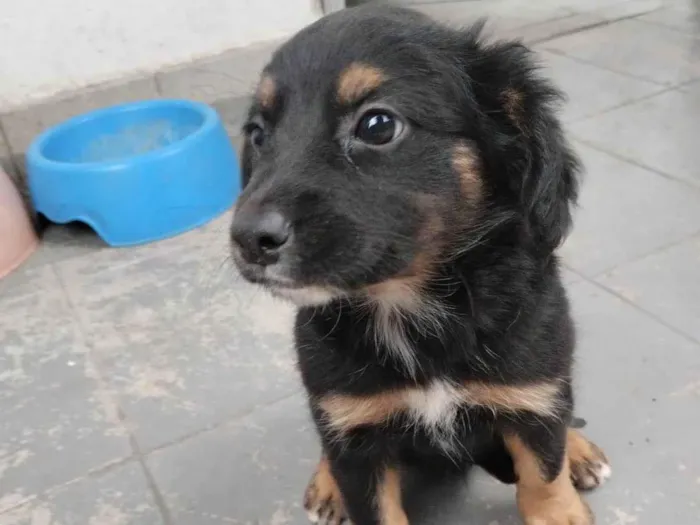 Cachorro ra a SRD-ViraLata idade Abaixo de 2 meses nome Pul e Guinha