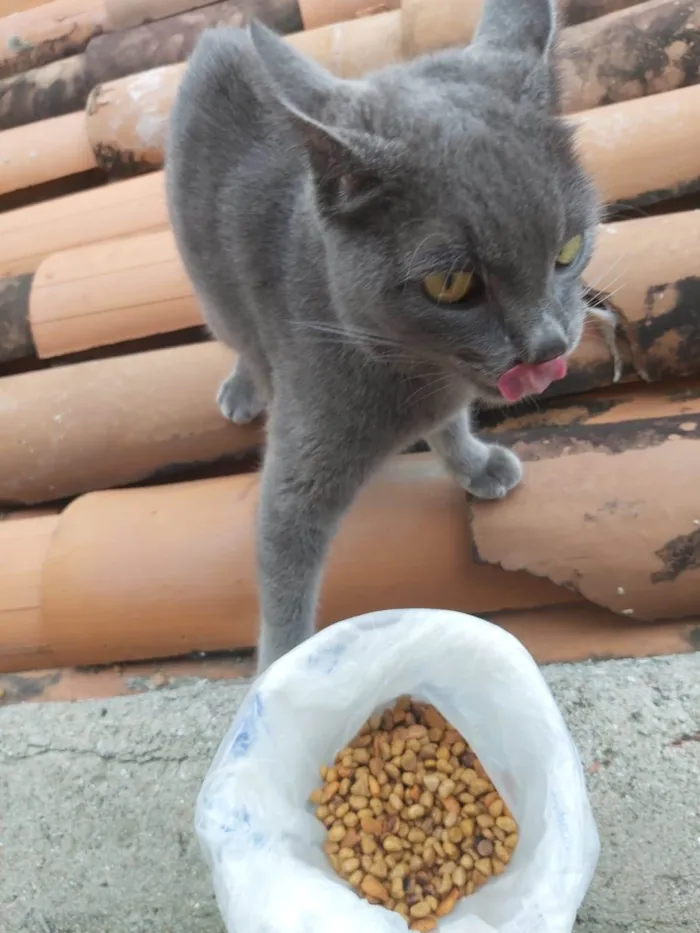Gato ra a SRD-ViraLata idade 2 a 6 meses nome Fumacinha