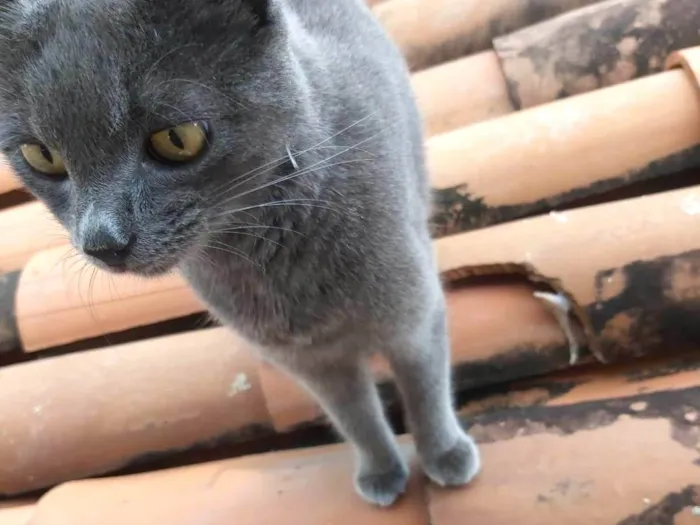 Gato ra a SRD-ViraLata idade 2 a 6 meses nome Fumacinha