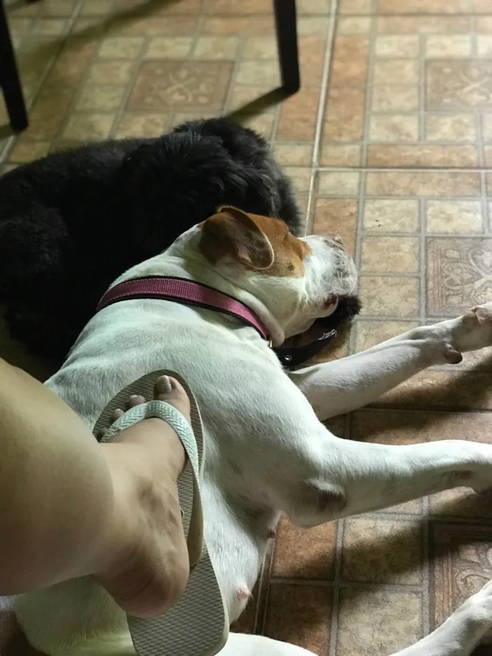 Cachorro raça Pit-Bull idade 2 anos nome Atena 