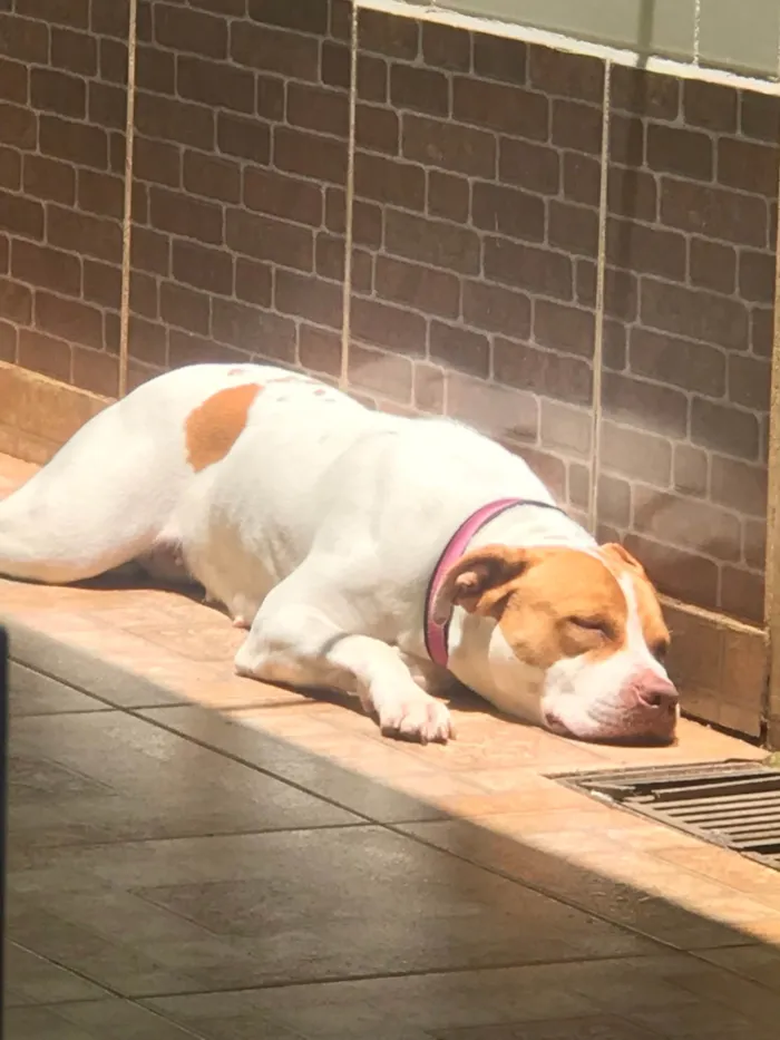 Cachorro raça Pit-Bull idade 2 anos nome Atena 