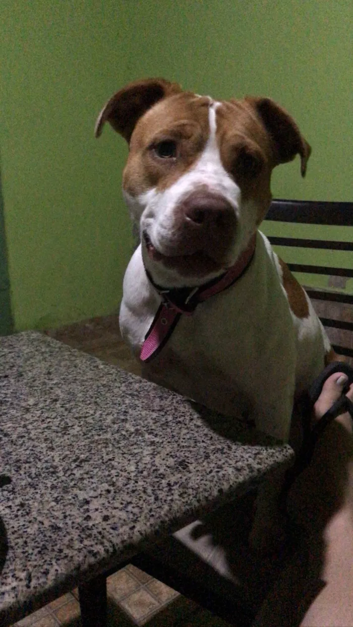 Cachorro raça Pit-Bull idade 2 anos nome Atena 