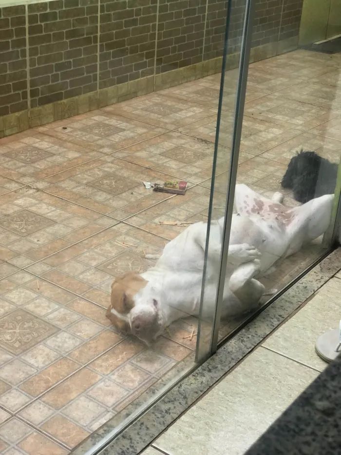 Cachorro raça Pit-Bull idade 2 anos nome Atena 