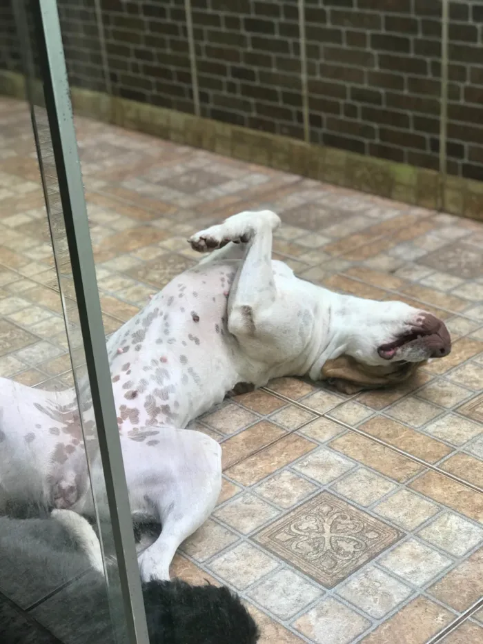 Cachorro raça Pit-Bull idade 2 anos nome Atena 