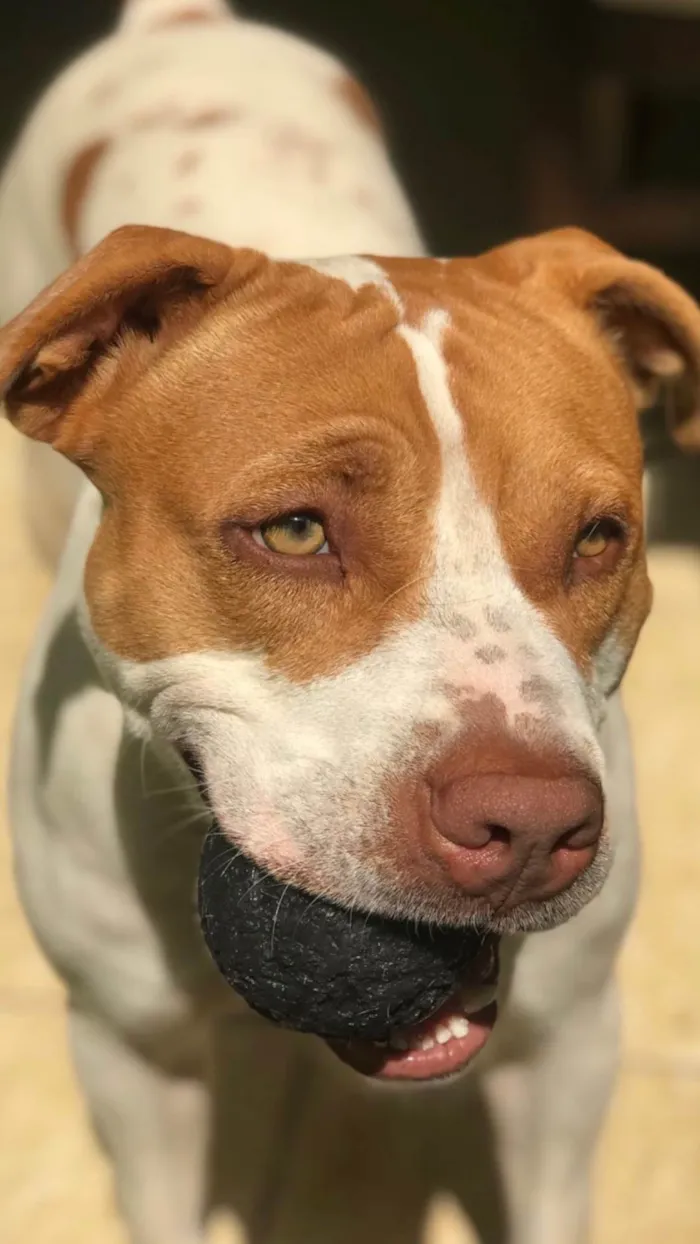 Cachorro raça Pit-Bull idade 2 anos nome Atena 