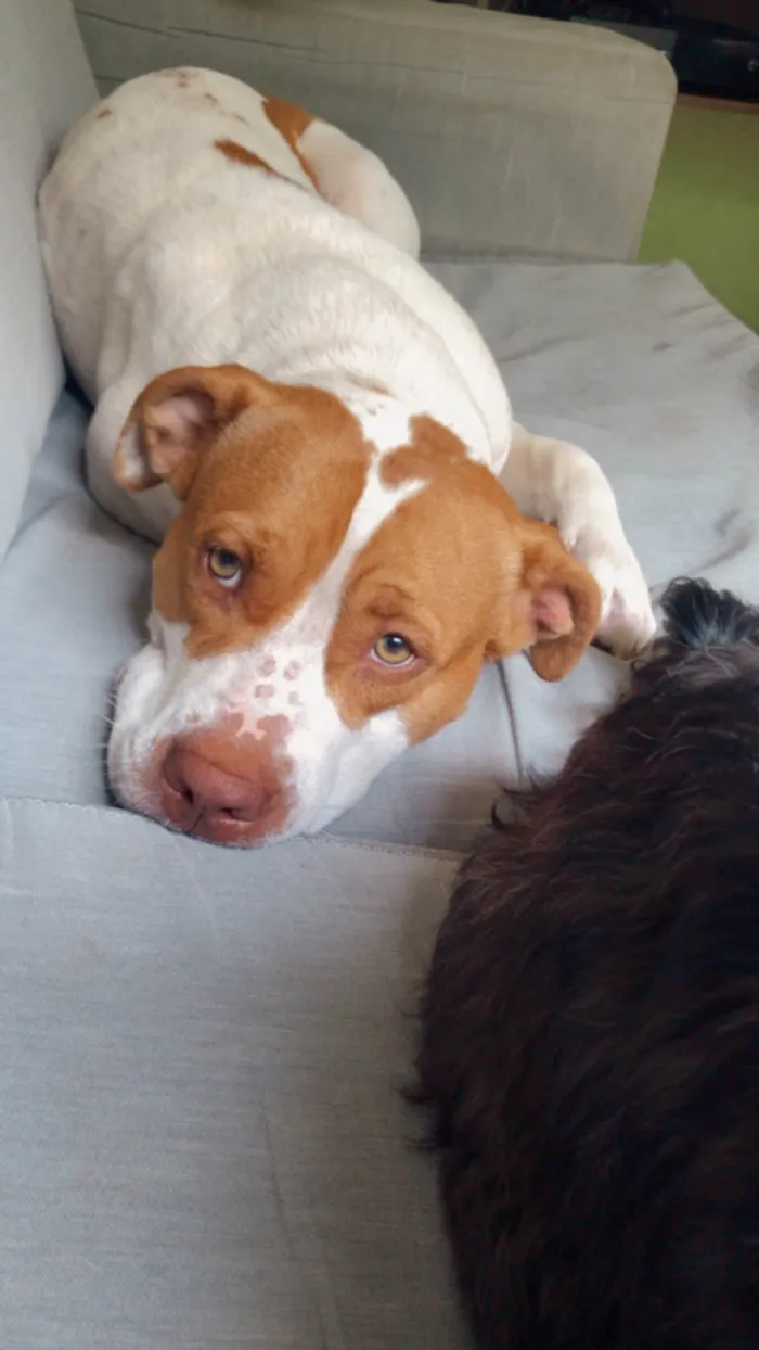 Cachorro raça Pit-Bull idade 2 anos nome Atena 