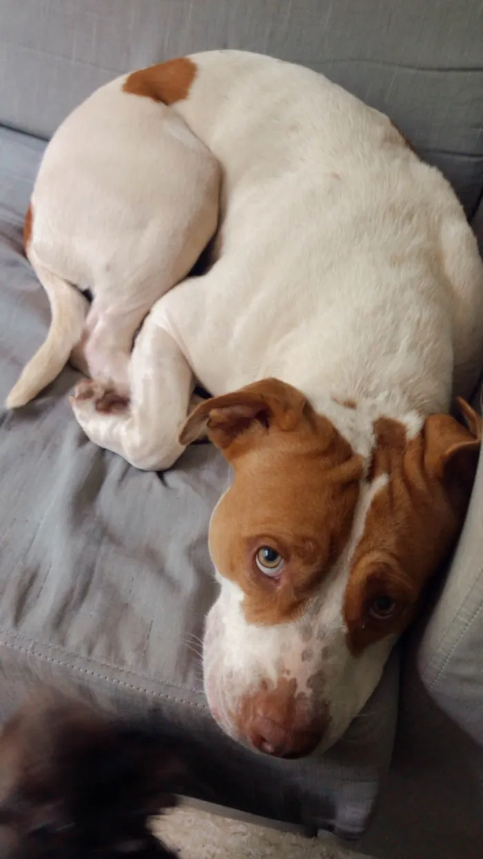 Cachorro raça Pit-Bull idade 2 anos nome Atena 