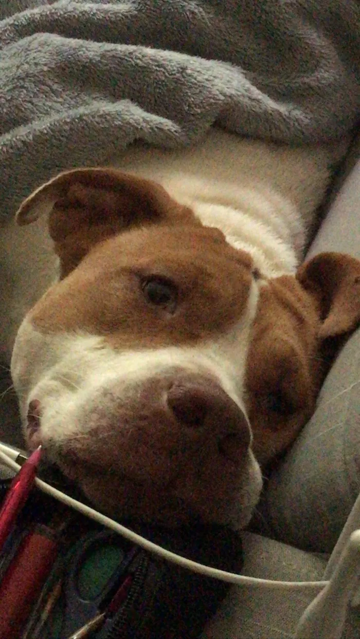 Cachorro raça Pit-Bull idade 2 anos nome Atena 