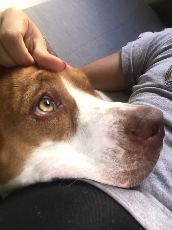 Cachorro raça Pit-Bull idade 2 anos nome Atena 